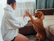 Les races de chien qui aiment le plus la présence de leur maître chien et maître