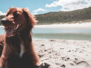 Les races de chiens qui adorent le plus se prélasser au soleil chien au soleil