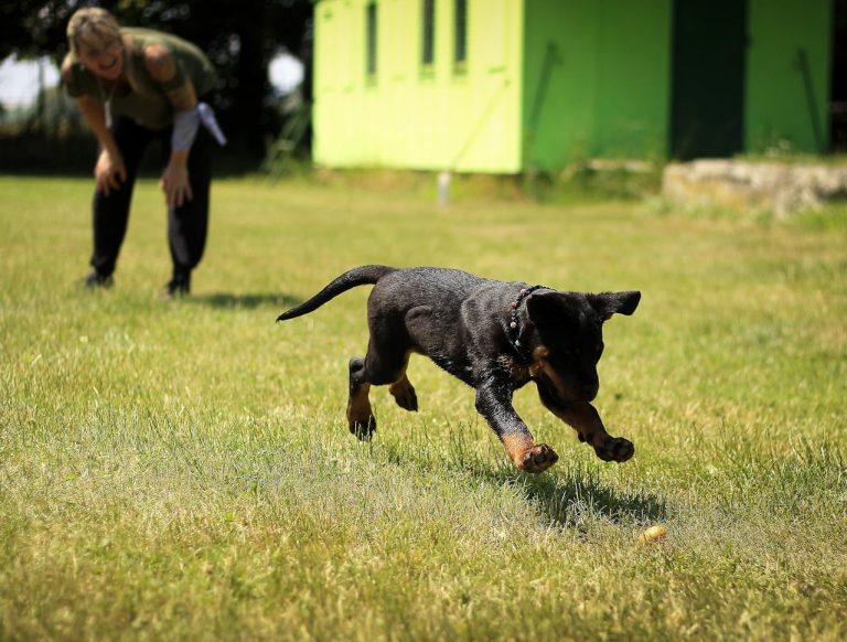 Les races de chiens qui sont les plus faciles à dresser