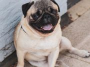 Les 10 comportements les plus étranges de nos amis canins Bouledogue Français