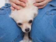 Les races de chien qui adorent les séances de massage races de chien qui adorent les séances de massage