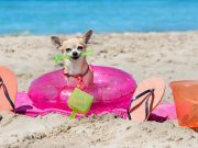 Les races de chien qui sont les plus adaptées aux climats chauds races de chien adaptées aux climats chauds