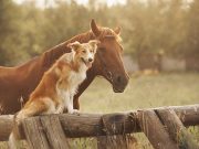 Les races de chien qui adorent être avec des chevaux races de chien qui adorent être avec des chevaux