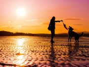 Les races de chien qui adorent le plus les promenades du soir avec leur maitre races de chien qui adorent les promenades du soir