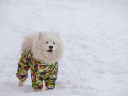 Les races de chien qui n’aiment pas du tout les vêtements races de chien qui n'aiment pas les vêtements