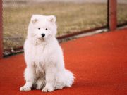 Les races de chien qui changent de pelage avec les saisons races de chien qui changent de pelage avec les saisons
