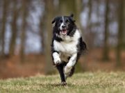 Les races de chien qui sont les plus énergiques races de chien qui sont les plus énergiques