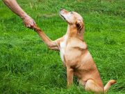 Les races de chien qui ont la plus grande facilité à apprendre des tours et des astuces races de chien qui ont facilité à apprendre des tours
