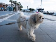 Les races de chiens qui sont idéales pour la vie en zone urbaine races de chiens qui sont idéales zone urbaine