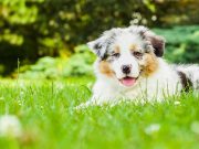 Les races de chien qui ont le plus de mémoire races de chien qui ont la meilleure mémoire