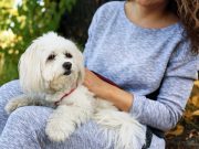 Les races de chiens qui sont idéales pour les propriétaires débutants races de chiens parfaites pour les propriétaires débutants
