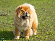 Les races de chiens qui sont les plus anciennes de l’histoire races de chiens qui sont les plus anciennes