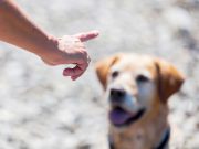 Les races de chien qui sont les plus obéissantes races de chien les plus obéissantes