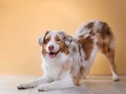 Les races de chien qui ont un cœur en or races de chien qui ont un cœur en or