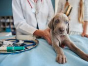 5 astuces pour calmer votre chien lors des visites chez le vétérinaire Astuces pour apaiser son chien lors des visites chez le vétérinaire