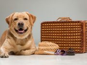 Comment voyager avec votre chien en toute sécurité ? Voyager avec son chien en toute tranquillité