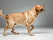 6 menaces silencieuses de l’obésité canine