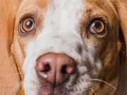 Que perçoivent les yeux de votre chien ? Que voient les yeux de votre chien ?