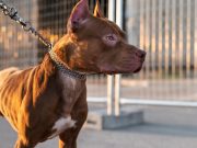 5 astuces pratiques pour apprendre à votre chien à marcher en laisse Types de collier