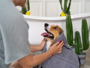 7 gestes simples pour garder votre chien en bonne santé toute l’année Astuces pour rendre le toilettage de votre chien plus facile