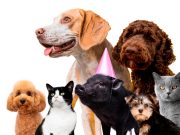 7 conseils pour bien faire cohabiter votre chien avec d’autres animaux domestiques Conseils pour la cohabitation de votre chien et d'autres animaux domestiques