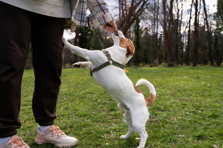 8 secrets pour dresser votre chien rapidement