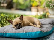 6 astuces pour choisir le bon lit pour votre chien Choisir le bon lit pour son chien