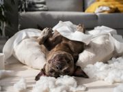 Votre chien rêve-t-il aussi ? Découvrez la vérité ! Votre chien rêve-t-il?