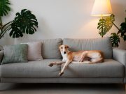 8 astuces pour apprendre à votre chien à rester seul à la maison Astuces pour laisser son chien seul à la maison