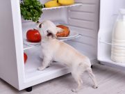 7 règles de base pour apprendre à votre chien à ne pas voler de nourriture apprendre à votre chien à ne pas voler de nourriture