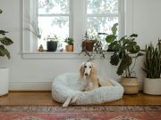 Comment créer un environnement sûr et stimulant pour votre chien à la maison ? Créer un environnement sûr et stimulant pour son chien