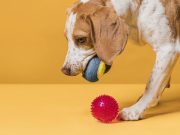 10 tours mignons à apprendre à votre chien