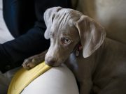 Comment aider votre chien à surmonter sa peur des étrangers ?