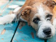 Comment reconnaître et traiter les allergies chez votre chien ?