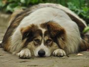 Les races de chien les plus enclines à l’obésité gros chien