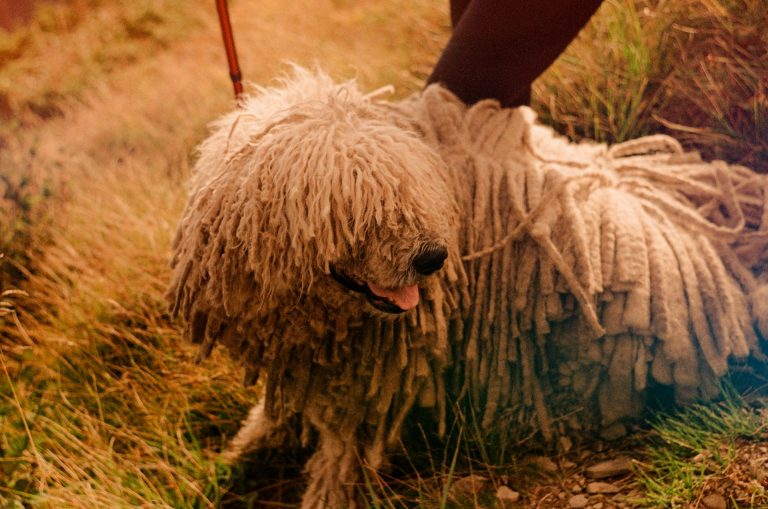 Les races de chien qui ont une apparence physique bizarre