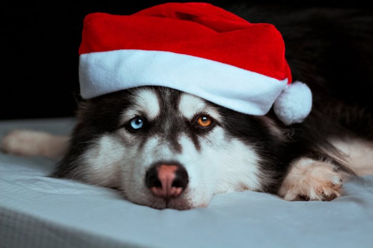 Les races de chiens stars des réseaux sociaux