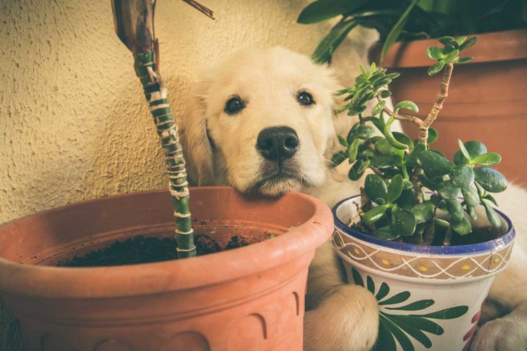 8 plantes toxiques à éviter absolument pour votre chien