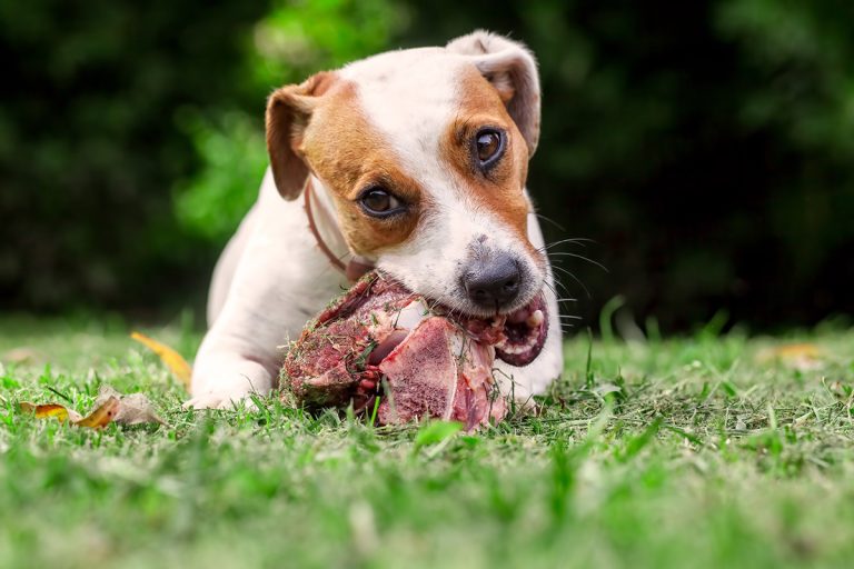 Pourquoi les chiens ont-ils tendance à enterrer des os ?
