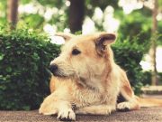 Comment bien prendre soin de votre chien âgé ? Comment bien prendre soin de votre chien âgé