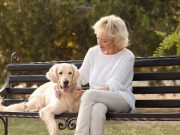 Les races de chien qui sont les meilleurs amis des personnes âgées races de chien qui sont les meilleurs amis des personnes âgées