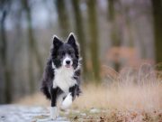 Les races de chien qui ont les corps les plus athlétiques races de chien qui sont les plus athlétiques