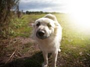 Les races de chien qui sont les meilleurs gardiens de ferme races de chien qui sont les meilleurs gardiens de ferme