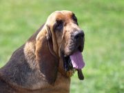 Les races de chiens qui ont les plus longues oreilles races de chiens qui ont les plus longues oreilles