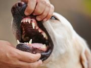 Les 10 races de chien qui ont les mâchoires les plus puissantes et fortes races de chien qui ont les mâchoires les plus puissantes