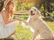 Les races de chien qui font une priorité absolue de leur maître races de chien une priorité absolue de leur maître