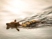 Les races de chien les plus aptes pour le sauvetage en mer races de chien les plus aptes pour le sauvetage en mer