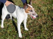 Pourquoi votre chien a le hoquet ? Causes et ce qu’il faut faire Pourquoi mon chien a le hoquet?