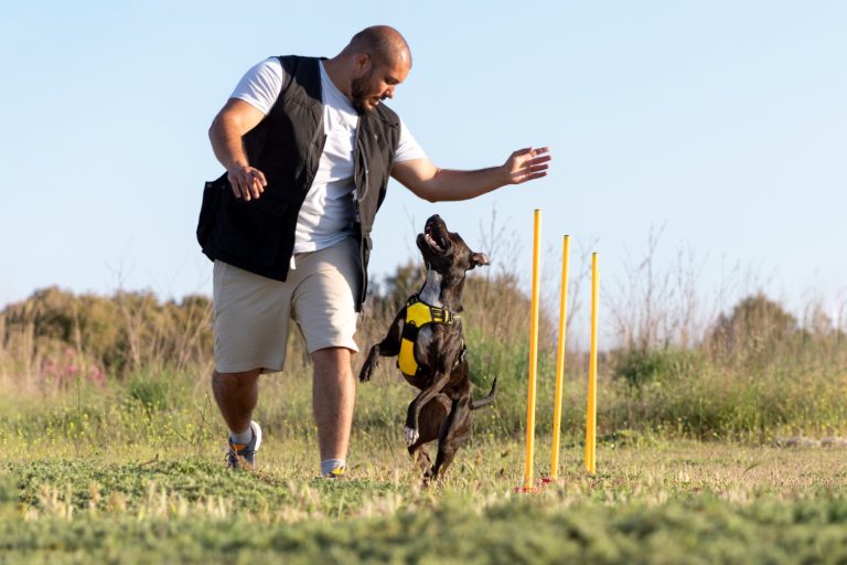 7 sports canins à pratiquer avec votre chien