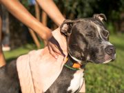 Colliers anti-aboiement pour chien : À éviter ou à adopter ? bully